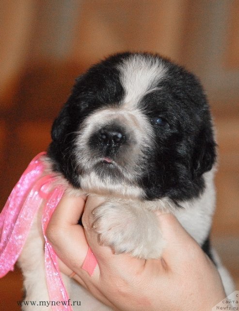 Фото: ньюфаундленд Сент Джонс Вива Виктория (Sent Djons Viva Viktoria)