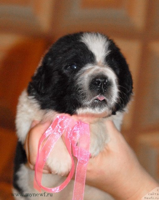 Фото: ньюфаундленд Сент Джонс Вива Виктория (Sent Djons Viva Viktoria)