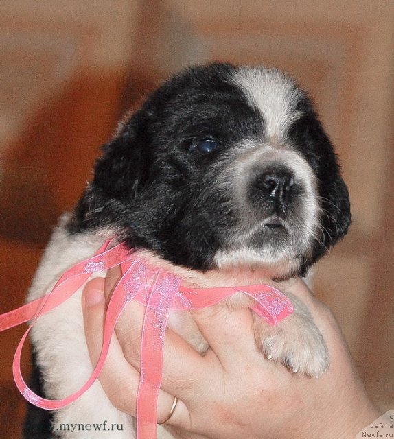 Фото: ньюфаундленд Сент Джонс Вива Виктория (Sent Djons Viva Viktoria)