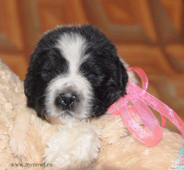 Фото: ньюфаундленд Сент Джонс Вива Виктория (Sent Djons Viva Viktoria)