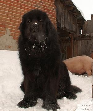 Фото: ньюфаундленд Великий Медведь Бегущий по Волнам