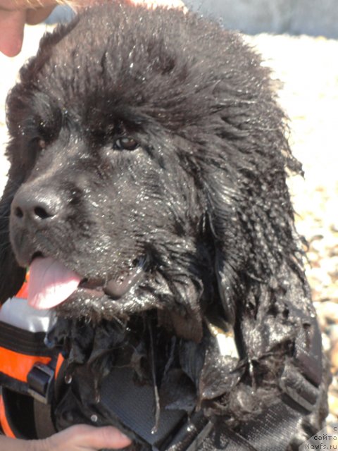 Фото: ньюфаундленд Бегущая по Волнам Целуй Меня Крепче