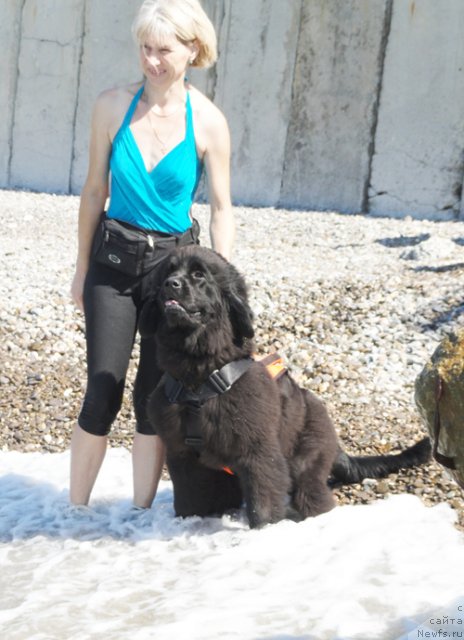 Фото: ньюфаундленд Бегущая по Волнам Целуй Меня Крепче, Елена Истомина