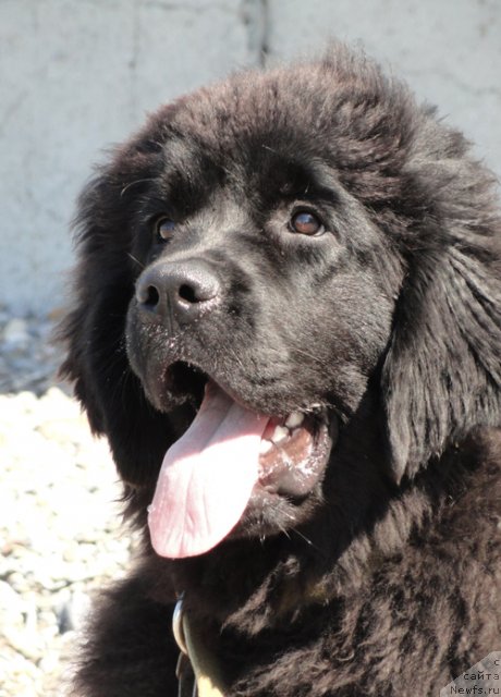 Фото: ньюфаундленд Бегущая по Волнам Целуй Меня Крепче