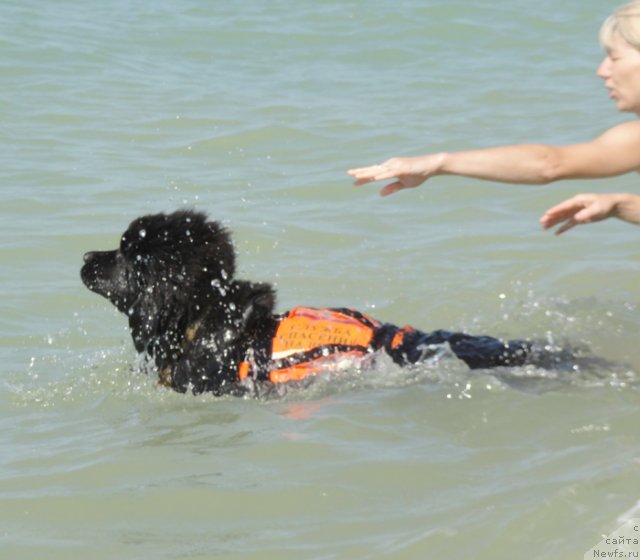 Фото: ньюфаундленд Бегущая по Волнам Целуй Меня Крепче