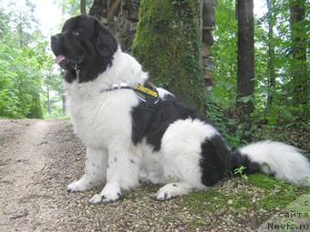 Фото: ньюфаундленд Newf Mermaid Yentl