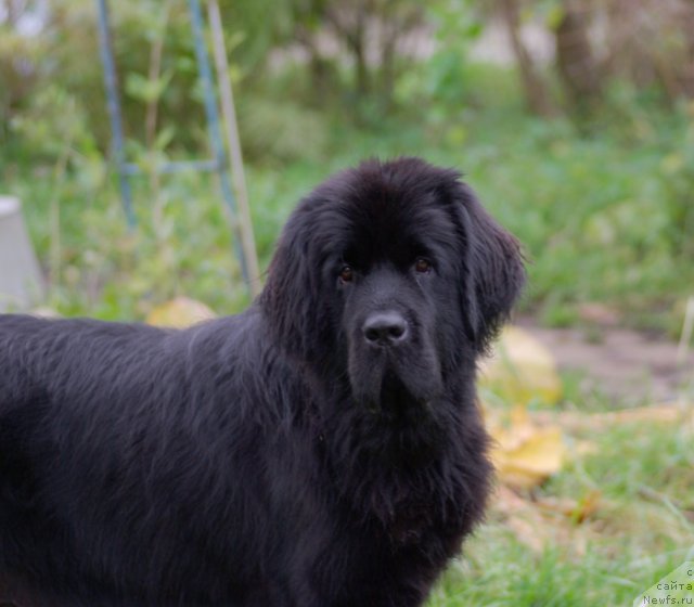 Фото: ньюфаундленд Бегущая по Волнам Харизма (Beguschaya po Volnam Harizma)