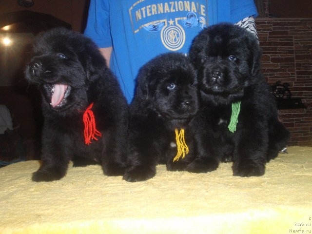 Фото: дети, ньюфаундленд Ньюфорт Натали (Njufort Natali)