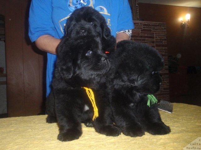 Фото: дети, ньюфаундленд Ньюфорт Натали (Njufort Natali)