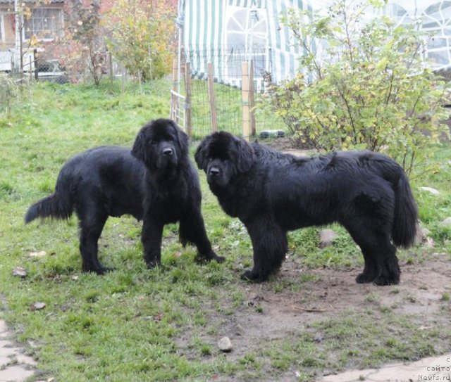 Фото: ньюфаундленд Бегущая по Волнам Харизма (Beguschaya po Volnam Harizma), ньюфаундленд Бегущая по Волнам Ханд Маде (Beguschaya po Volnam Hand Made)