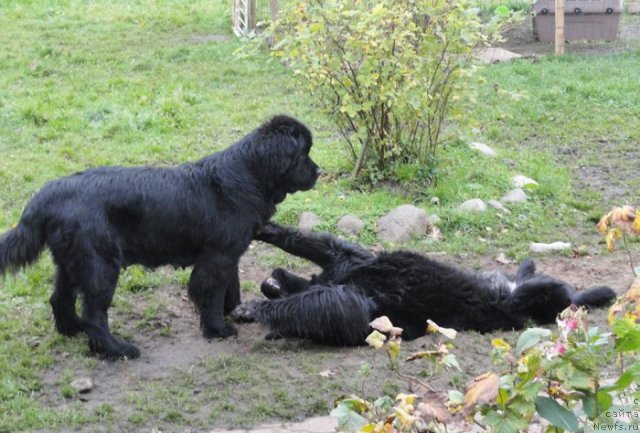 Фото: ньюфаундленд Бегущая по Волнам Харизма (Beguschaya po Volnam Harizma), ньюфаундленд Бегущая по Волнам Ханд Маде (Beguschaya po Volnam Hand Made)