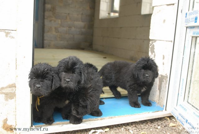 Фотография № 108441