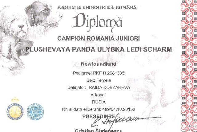 Фото: ньюфаундленд Плюшевая Панда Улыбка Леди Шарм (Plushevaya Panda Ulybka Ledi Scharm)