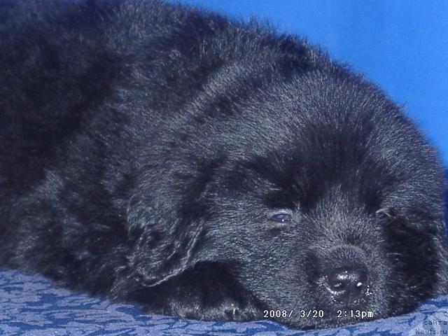 Фото: ньюфаундленд Кайден Плейфул (Kaiden Playful)