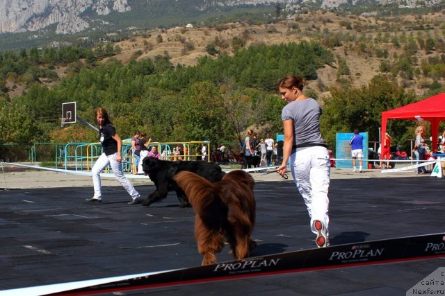 Фотография № 108465