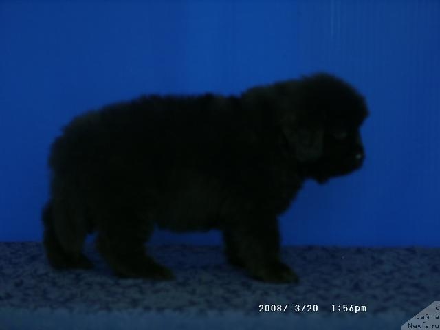 Фото: ньюфаундленд Кайден Плейфул (Kaiden Playful)