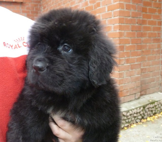 Фото: ньюфаундленд Супер Премиум Мальта