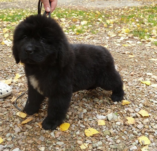 Фото: ньюфаундленд Супер Премиум Мальта