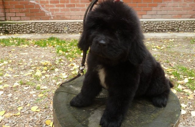 Фото: ньюфаундленд Супер Премиум Мальта