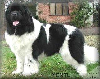 Фото: ньюфаундленд Newf Mermaid Yentl