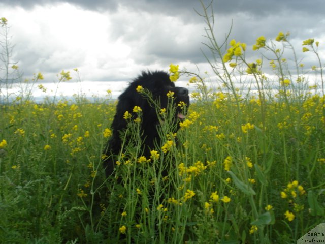 Фото: ньюфаундленд Акватория Келвин Максим