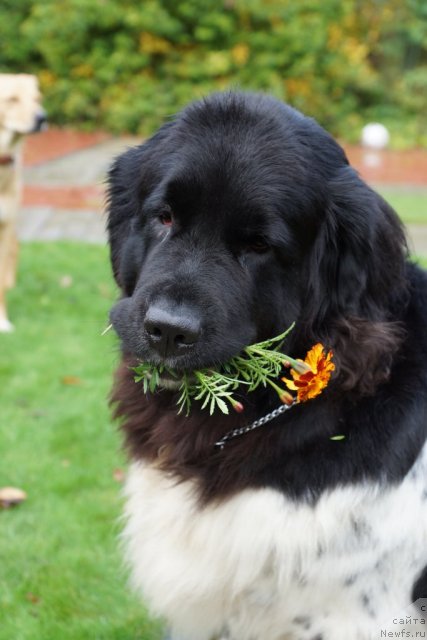 Фото: ньюфаундленд Плюшевая Панда Ультра Модная Штучка (Plushevaya Panda Ultra Modnaja Schtutschka)