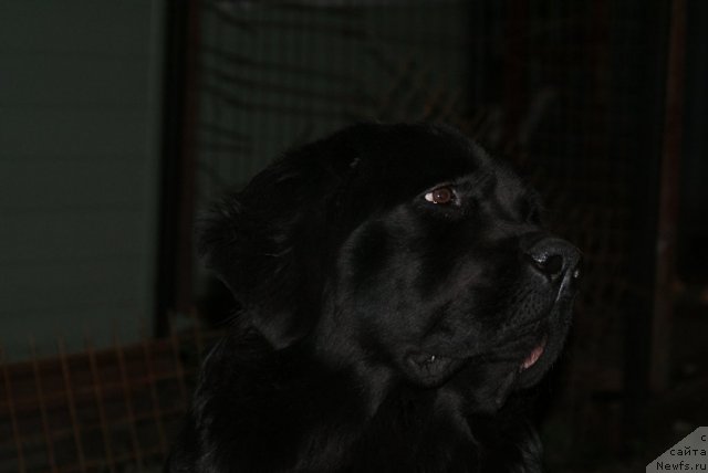 Фото: ньюфаундленд Юнита Бархатная ночь