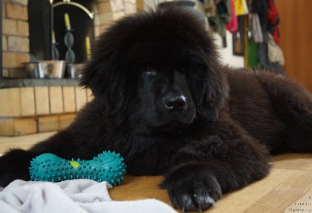 Фото: ньюфаундленд Питерньюф Чабот Армагнак