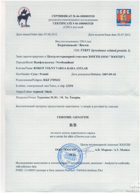 Фото: ньюфаундленд Рокот Волны Варга Кара Аюлар (Rokot Volny Varga Kara Ayular)