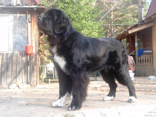 Фото: ньюфаундленд Супер Бизон Индия