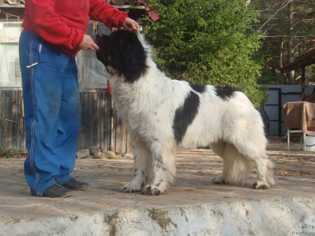 Фотография № 108558