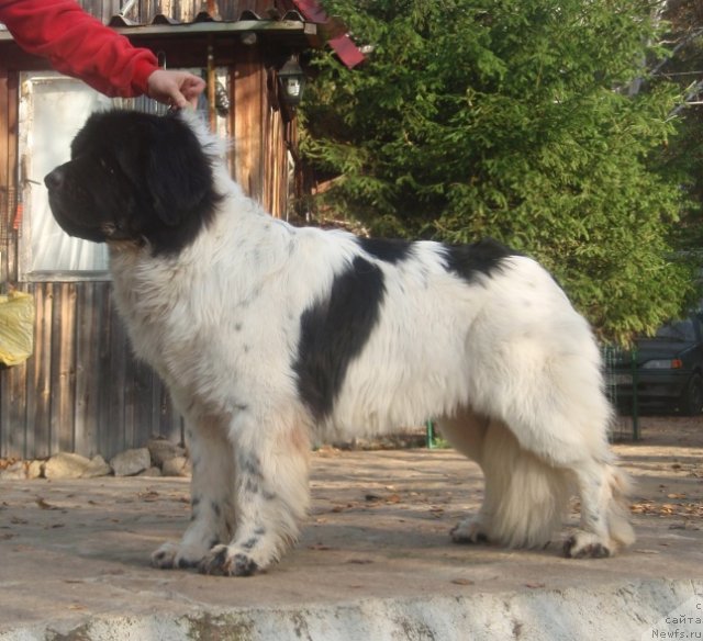 Фотография № 108559