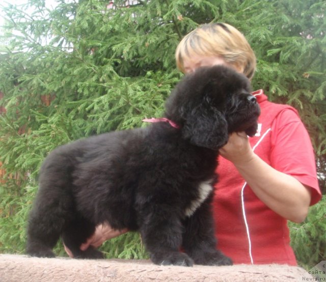 Фото: ньюфаундленд Ньюфорт Хантер