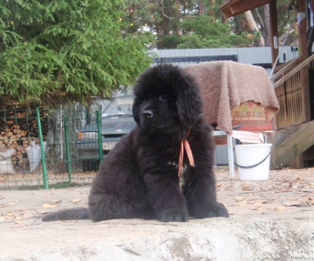 Фото: ньюфаундленд Ньюфорт Хай Борн