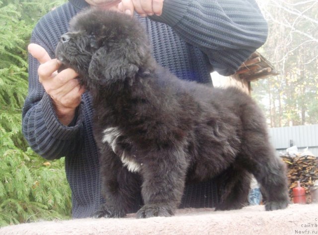 Фото: ньюфаундленд Ньюфорт Хай Борн