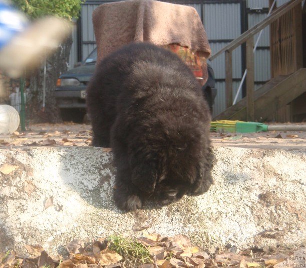 Фото: ньюфаундленд Ньюфорт Хантер