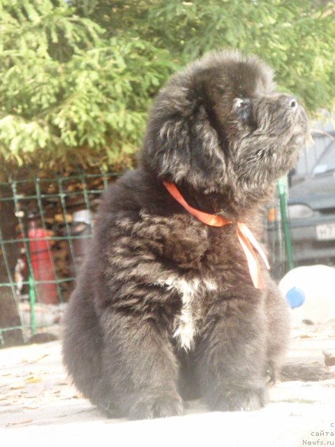 Фото: ньюфаундленд Ньюфорт Хай Борн