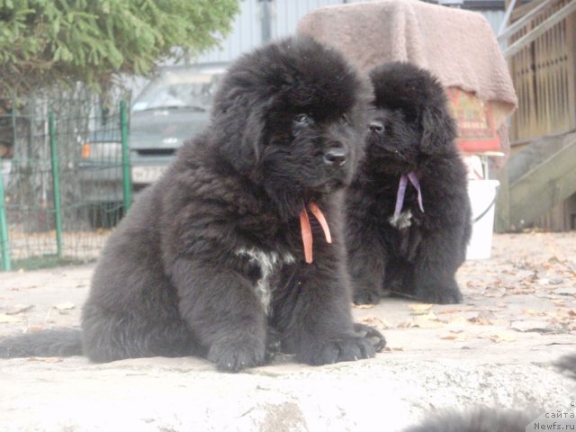 Фото: ньюфаундленд Ньюфорт Харт Брейкер, ньюфаундленд Ньюфорт Хай Борн