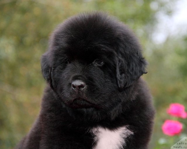 Фото: ньюфаундленд Цель Жизни с Берега Дона (Tsel' Zhizni s Berega Dona)