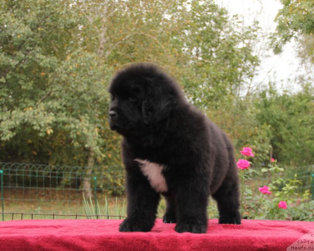 Фото: ньюфаундленд Цель Жизни с Берега Дона (Tsel' Zhizni s Berega Dona)