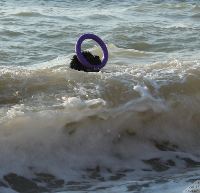 Фото: ньюфаундленд Бегущая по Волнам Дансинг Квин (Beguschaya po Volnam Dancing Queen)