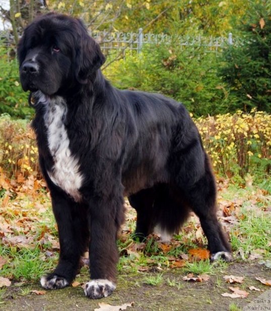 Фото: ньюфаундленд Питерньюф Енигма (Piternyuf Enigma)