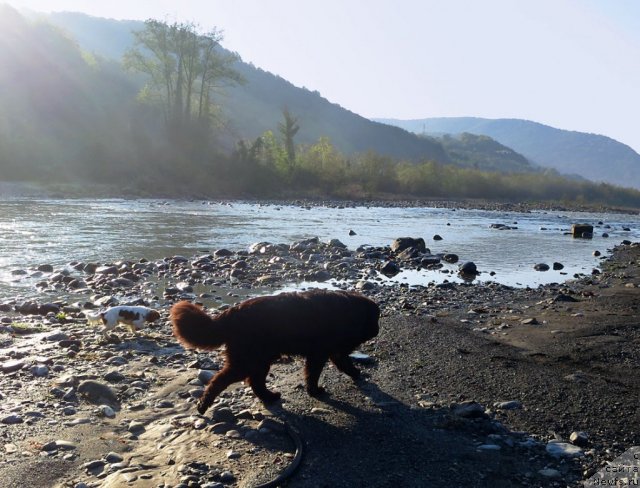 Фото: ньюфаундленд Потап Фидель