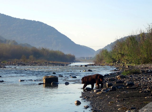 Фото: ньюфаундленд Потап Фидель