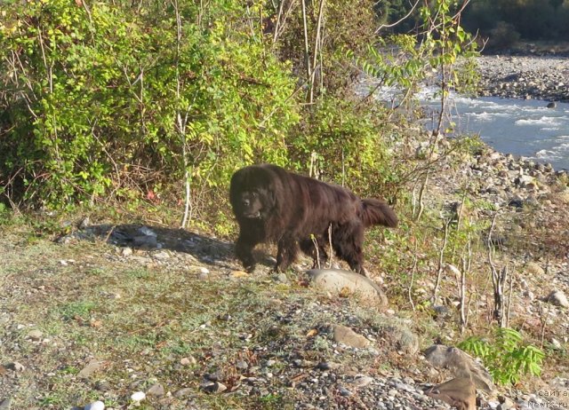 Фото: ньюфаундленд Потап Фидель