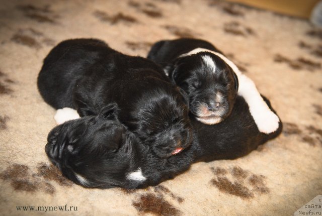 Фото: ньюфаундленд Сент Джонс Гвендолин Глориус Гарден, ньюфаундленд Сент Джонс Гламур Леди (Sent Djons Glamour Lady), ньюфаундленд Сент Джонс Гриффин Глориус