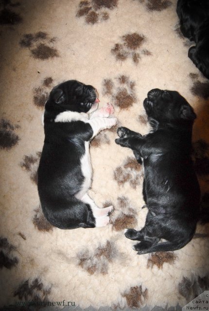 Фото: ньюфаундленд Сент Джонс Гвендолин Глориус Гарден, ньюфаундленд Сент Джонс Гламур Леди (Sent Djons Glamour Lady)