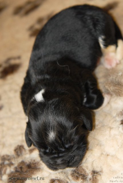 Фото: ньюфаундленд Сент Джонс Гриффин Глориус