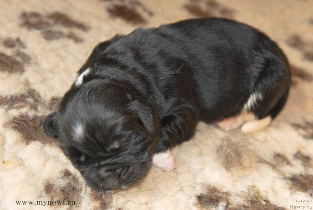 Фото: ньюфаундленд Сент Джонс Гриффин Глориус