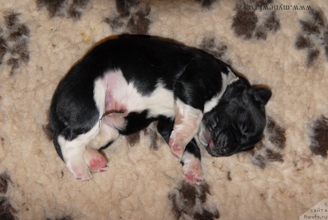 Фото: ньюфаундленд Сент Джонс Гриффин Глориус